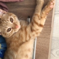 Sarman, Kedi Aslan ve Sarı kardeşler fotoğrafı