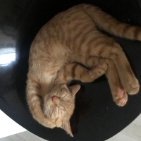 Sarman, Kedi Aslan ve Sarı kardeşler fotoğrafı