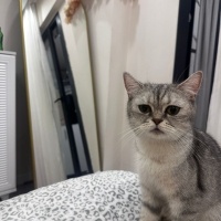 British Shorthair, Kedi  Balkız fotoğrafı