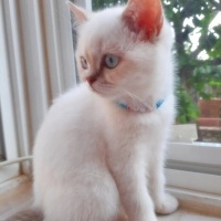 British Shorthair, Kedi Simba fotoğrafı