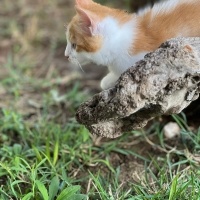 Sarman, Kedi LOKUM fotoğrafı