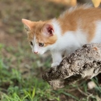Sarman, Kedi LOKUM fotoğrafı