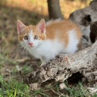 Sarman, Kedi LOKUM fotoğrafı