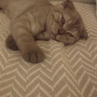 Scottish Fold, Kedi Kaplan fotoğrafı