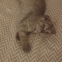 Scottish Fold, Kedi Kaplan fotoğrafı