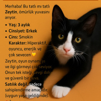 Tekir Kedi, Kedi  Zeytin fotoğrafı