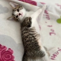 Tekir Kedi, Kedi <3 fotoğrafı