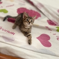 Tekir Kedi, Kedi <3 fotoğrafı