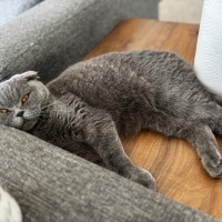Scottish Fold, Kedi Paris fotoğrafı