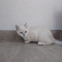 British Shorthair, Kedi Cimcime fotoğrafı