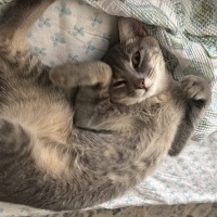 Sarman, Kedi Ahu fotoğrafı