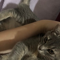 Sarman, Kedi Ahu fotoğrafı