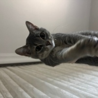 Sarman, Kedi Ahu fotoğrafı