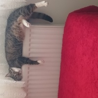 Tekir Kedi, Kedi  ÇİKO fotoğrafı