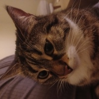 Tekir Kedi, Kedi  ÇİKO fotoğrafı