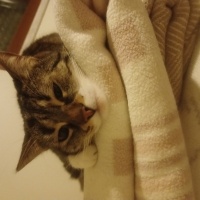 Tekir Kedi, Kedi  ÇİKO fotoğrafı