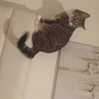 Tekir Kedi, Kedi  ÇİKO fotoğrafı