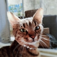 Tekir Kedi, Kedi Barney fotoğrafı