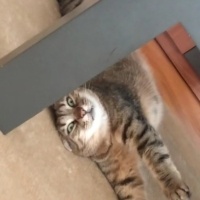 Tekir Kedi, Kedi Barney fotoğrafı