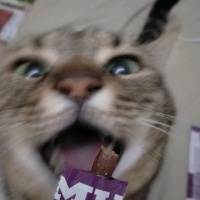 Tekir Kedi, Kedi Barney fotoğrafı