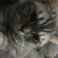 British Shorthair, Kedi Maria fotoğrafı