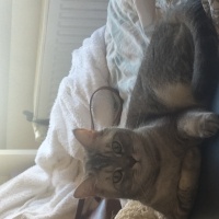 British Shorthair, Kedi Maria fotoğrafı