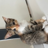 Tekir Kedi, Kedi  MİNİK YAVRU TARÇIHAN fotoğrafı