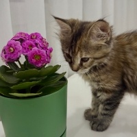 Tekir Kedi, Kedi mila fotoğrafı