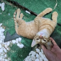 Tekir Kedi, Kedi Büdü fotoğrafı