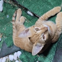 Tekir Kedi, Kedi Büdü fotoğrafı