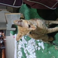 Tekir Kedi, Kedi Büdü fotoğrafı