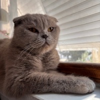 Scottish Fold, Kedi Maya fotoğrafı
