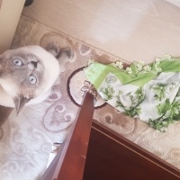 Siyam Kedisi, Kedi  Bulut fotoğrafı