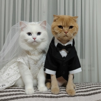 İran Kedisi (Persian), Kedi Liliy fotoğrafı