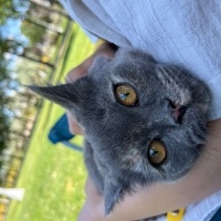 British Longhair, Kedi İSOT fotoğrafı