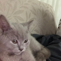 British Longhair, Kedi Mani fotoğrafı