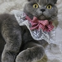 Scottish Fold, Kedi  Duman fotoğrafı