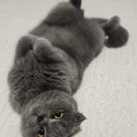 Scottish Fold, Kedi  Duman fotoğrafı