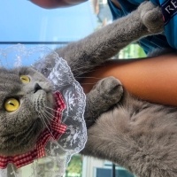 Scottish Fold, Kedi  Duman fotoğrafı