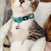 Scottish Fold, Kedi Asil fotoğrafı