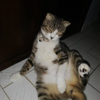 Scottish Fold, Kedi Asil fotoğrafı
