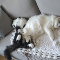 Tekir Kedi, Kedi  Nohut,pelo,ponçik,safiş,şeker,boncuk,ares ve gölge fotoğrafı