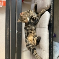 Tekir Kedi, Kedi Beemo fotoğrafı