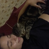 Tekir Kedi, Kedi Beemo fotoğrafı