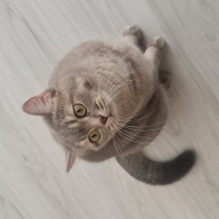 British Shorthair, Kedi  Minnos fotoğrafı