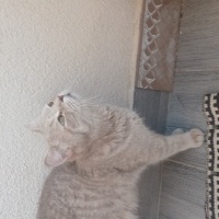 American Shorthair, Kedi  Duman fotoğrafı