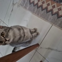British Shorthair, Kedi Meera fotoğrafı