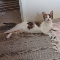 Tekir Kedi, Kedi Luna fotoğrafı