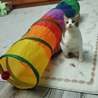 Tekir Kedi, Kedi Luna fotoğrafı