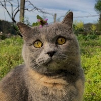 British Shorthair, Kedi Çilek fotoğrafı